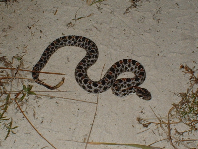 pigmy rattler26.JPG [132 Kb]